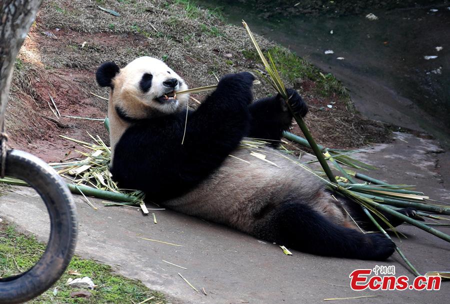 A giant panda plays on a sunny day at an ecological park in Xiuning County, East China’s Anhui Province, March 10, 2019. (Photo: China News Service/Shi Guangde)