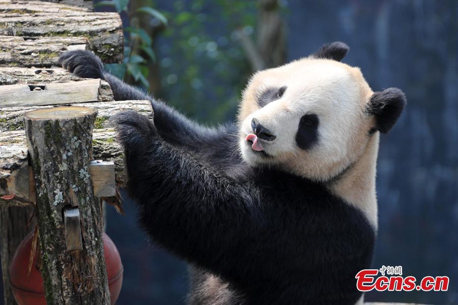 A giant panda plays on a sunny day at an ecological park in Xiuning County, East China’s Anhui Province, March 10, 2019. (Photo: China News Service/Shi Guangde)