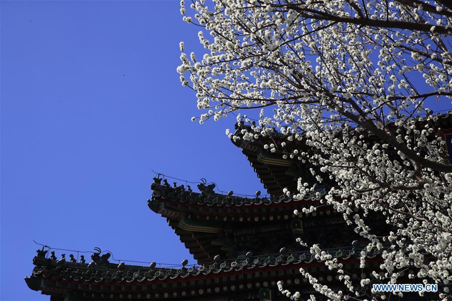 Photo taken on March 11, 2019 shows peach blossoms at the Jingshan Park in Beijing, capital of China. (Xinhua/Liu Xianguo)
