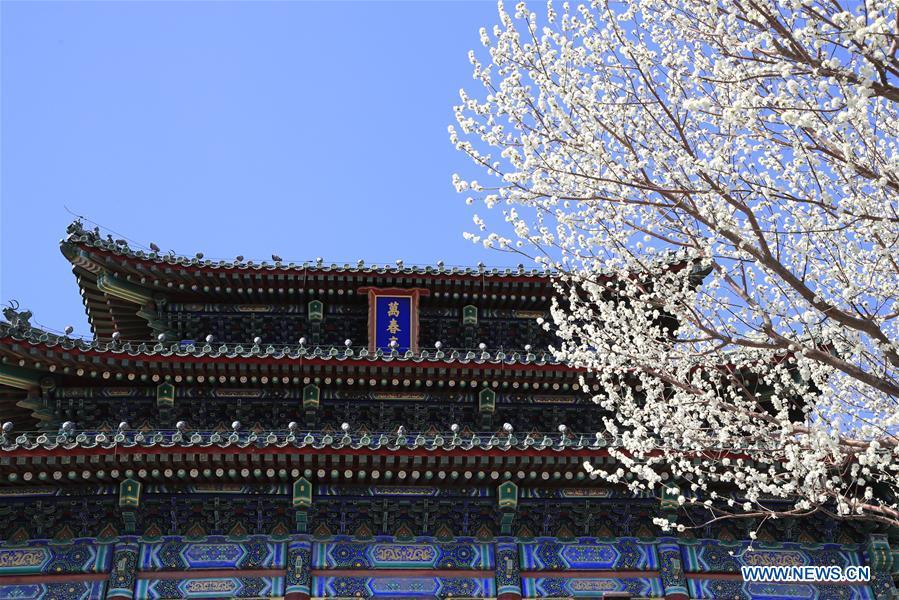 Photo taken on March 11, 2019 shows peach blossoms at the Jingshan Park in Beijing, capital of China. (Xinhua/Liu Xianguo)