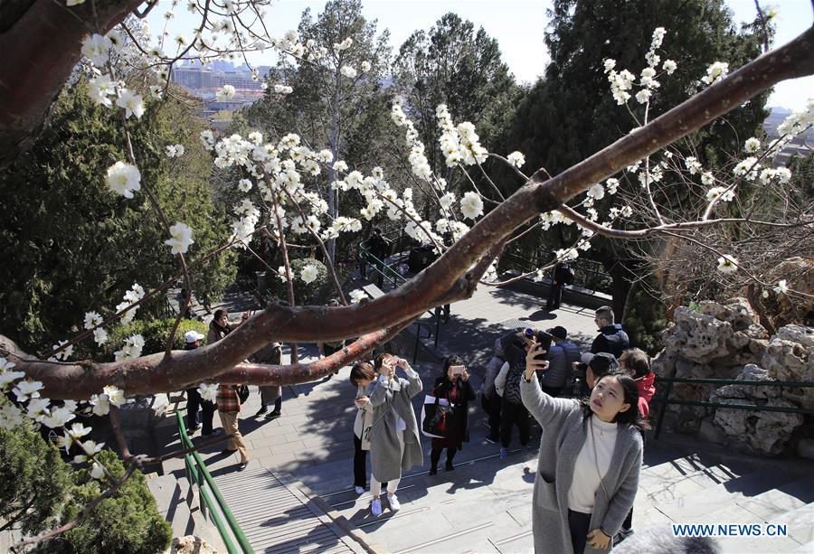 Visitors take photos of the peach blossoms at the Jingshan Park in Beijing, capital of China on March 11, 2019. (Xinhua/Liu Xianguo)