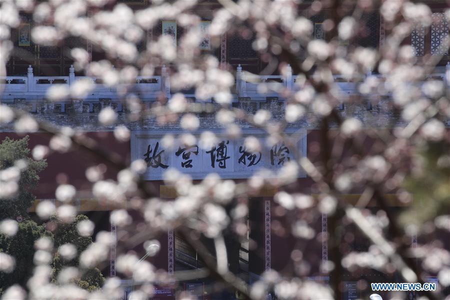 Photo taken on March 11, 2019 shows peach blossoms in front of the Shenwu Gate of the Forbidden City in Beijing, capital of China. (Xinhua/Liu Xianguo)