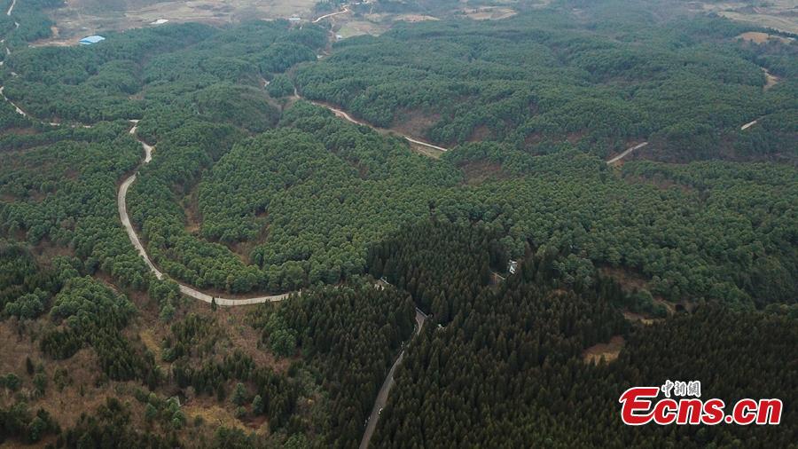 A view of the Gonglongping state-owned tree farm in Bijie City, Guizhou Province, March 10, 2019. Influenced by their father, the three brothers began to work as rangers in the farm in 1981. The tree farm covers an area of 53,300 mu (3,553 hectares) and the brothers usually walk approximately 30 kilometers on average per working day. Guizhou has about 3,000 registered rangers who work in tree farms totalling 5.55 million mu. (Photo: China News Service/Qu Honglun)
