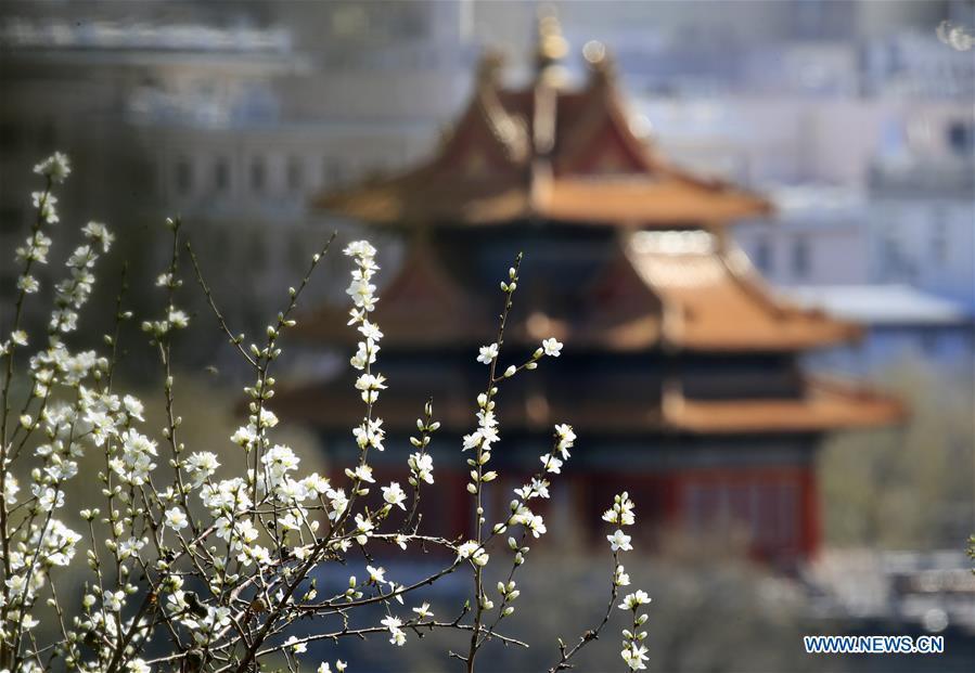 Photo taken on March 11, 2019 shows peach blossoms in front of a turret of the Forbidden City in Beijing, capital of China. (Xinhua/Liu Xianguo)