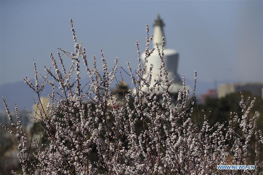 Photo taken on March 11, 2019 shows peach blossoms at the Beihai Park in Beijing, capital of China. (Xinhua/Liu Xianguo)