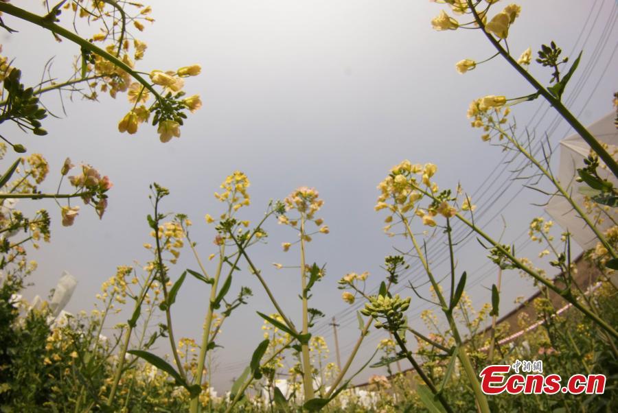 A new variety of rapeseed cultivated by Professor Fu Donghui of Jiangxi Agricultural University blooms in the field.  Fu said he has created flowers in 27 colors, in contrast to the bright yellow color usually characteristic of rapeseed, adding that the new varieties have been planted in 40 scenic spots across more than 10 provinces, including Jiangxi and Jiangsu. (Photo: China News Service/Wang Haoyang)