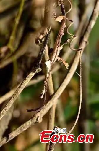 Photo provided by the Sun River National Forest Park in Pu\'er City, Yunnan Province shows insects blend in with their surrounding environment by utilizing anti-predator defences, such as mimicry. For example, H. bicornis is characterized by brilliant colouring and a structure adapted for camouflage, mimicking parts of the orchid flower. (Photo provided to China News Service)