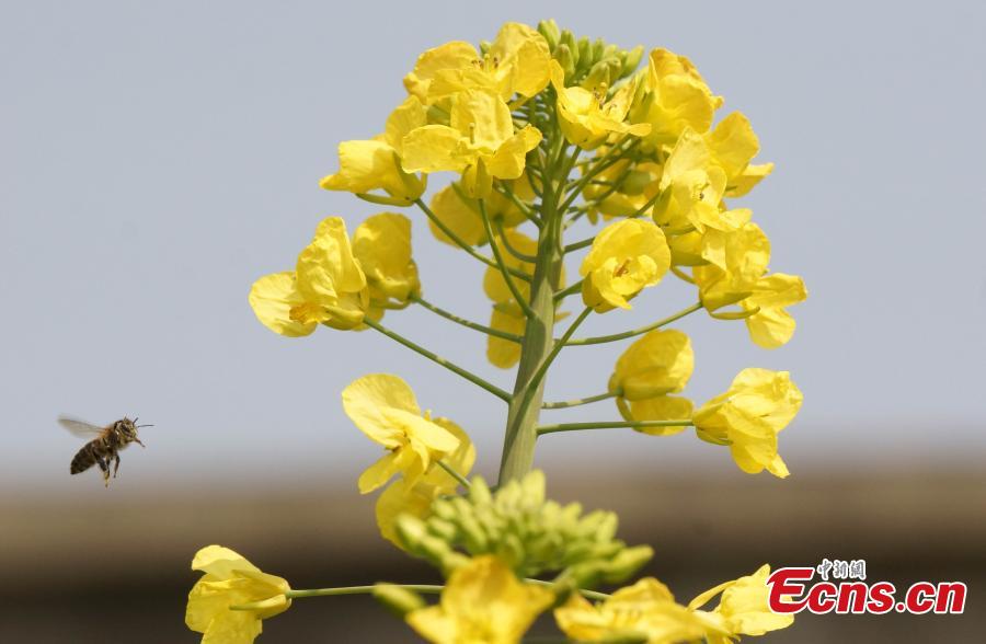 A new variety of rapeseed cultivated by Professor Fu Donghui of Jiangxi Agricultural University blooms in the field.  Fu said he has created flowers in 27 colors, in contrast to the bright yellow color usually characteristic of rapeseed, adding that the new varieties have been planted in 40 scenic spots across more than 10 provinces, including Jiangxi and Jiangsu. (Photo: China News Service/Wang Haoyang)