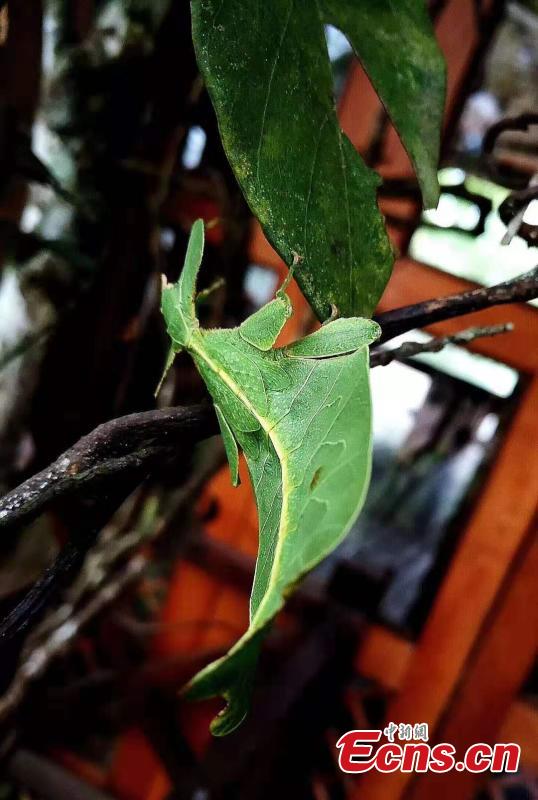 Photo provided by the Sun River National Forest Park in Pu\'er City, Yunnan Province shows insects blend in with their surrounding environment by utilizing anti-predator defences, such as mimicry. For example, H. bicornis is characterized by brilliant colouring and a structure adapted for camouflage, mimicking parts of the orchid flower. (Photo provided to China News Service)