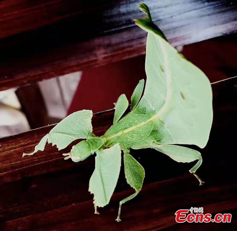 Photo provided by the Sun River National Forest Park in Pu\'er City, Yunnan Province shows insects blend in with their surrounding environment by utilizing anti-predator defences, such as mimicry. For example, H. bicornis is characterized by brilliant colouring and a structure adapted for camouflage, mimicking parts of the orchid flower. (Photo provided to China News Service)