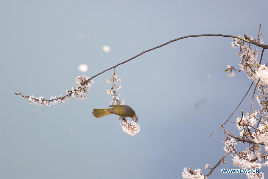 A bird is seen on a flowering tree in Jishou City of Tujia-Miao Autonomous Prefecture of Xiangxi, central China\'s Hunan Province, March 12, 2019. (Xinhua/Liu Zhenjun)