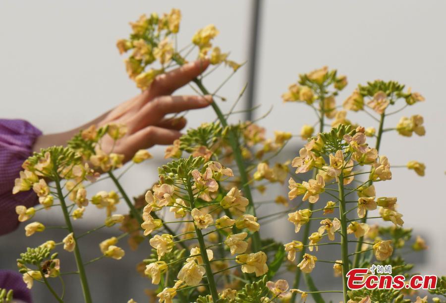 A new variety of rapeseed cultivated by Professor Fu Donghui of Jiangxi Agricultural University blooms in the field.  Fu said he has created flowers in 27 colors, in contrast to the bright yellow color usually characteristic of rapeseed, adding that the new varieties have been planted in 40 scenic spots across more than 10 provinces, including Jiangxi and Jiangsu. (Photo: China News Service/Wang Haoyang)