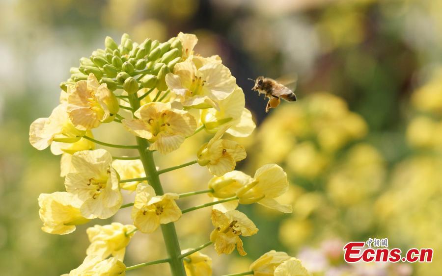 A new variety of rapeseed cultivated by Professor Fu Donghui of Jiangxi Agricultural University blooms in the field.  Fu said he has created flowers in 27 colors, in contrast to the bright yellow color usually characteristic of rapeseed, adding that the new varieties have been planted in 40 scenic spots across more than 10 provinces, including Jiangxi and Jiangsu. (Photo: China News Service/Wang Haoyang)