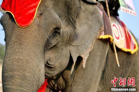 Mahouts race their elephants during the Buon Don elephant festival in Vietnam\'s central highlands of Dak Lak province, March 12, 2019. Locals say the race is a celebration of the much-revered animals -- traditionally thought of as family members in this part of Vietnam -- but conservation groups are calling for an end to the festival, which they say is cruel and outdated. (Photo/Agencies)