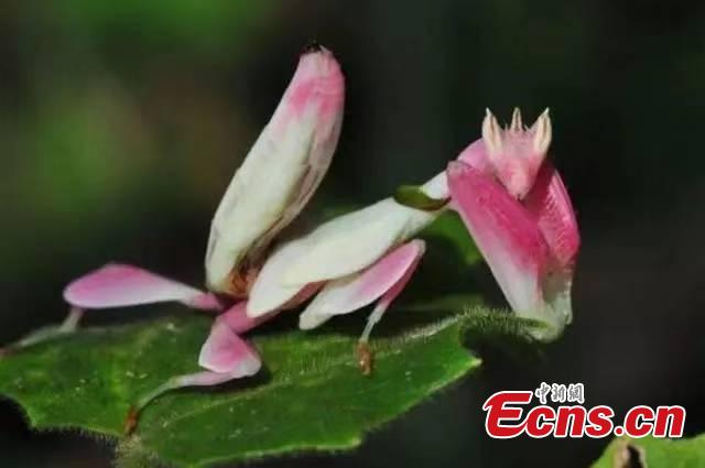 Photo provided by the Sun River National Forest Park in Pu\'er City, Yunnan Province shows insects blend in with their surrounding environment by utilizing anti-predator defences, such as mimicry. For example, H. bicornis is characterized by brilliant colouring and a structure adapted for camouflage, mimicking parts of the orchid flower. (Photo provided to China News Service)
