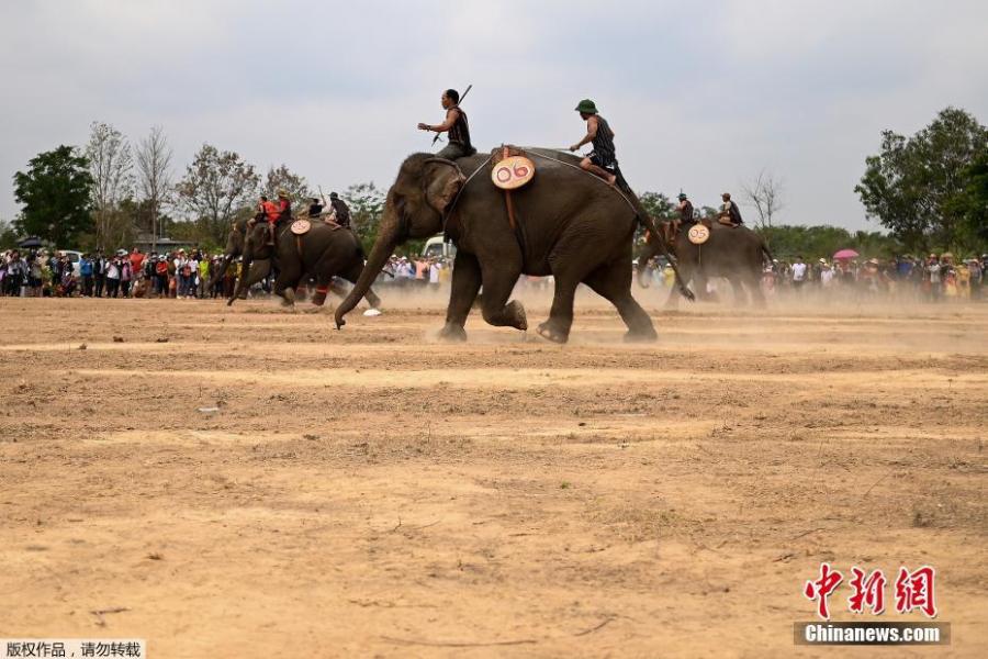 Mahouts race their elephants during the Buon Don elephant festival in Vietnam\'s central highlands of Dak Lak province, March 12, 2019. Locals say the race is a celebration of the much-revered animals -- traditionally thought of as family members in this part of Vietnam -- but conservation groups are calling for an end to the festival, which they say is cruel and outdated. (Photo/Agencies)
