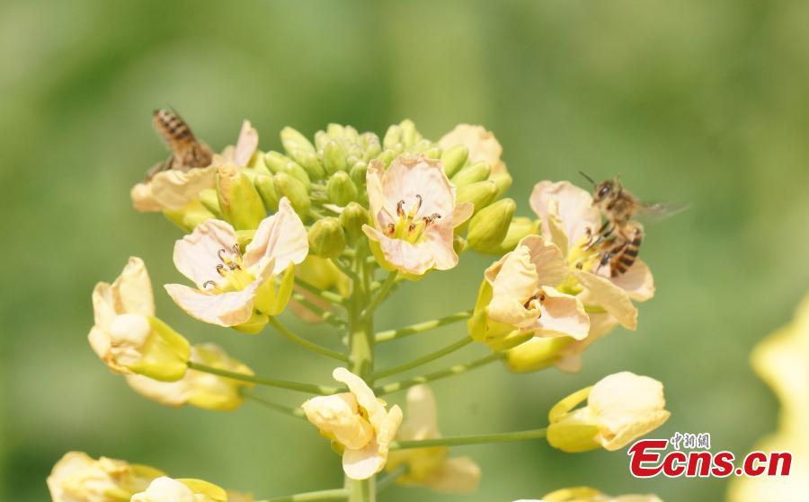 A new variety of rapeseed cultivated by Professor Fu Donghui of Jiangxi Agricultural University blooms in the field.  Fu said he has created flowers in 27 colors, in contrast to the bright yellow color usually characteristic of rapeseed, adding that the new varieties have been planted in 40 scenic spots across more than 10 provinces, including Jiangxi and Jiangsu. (Photo: China News Service/Wang Haoyang)
