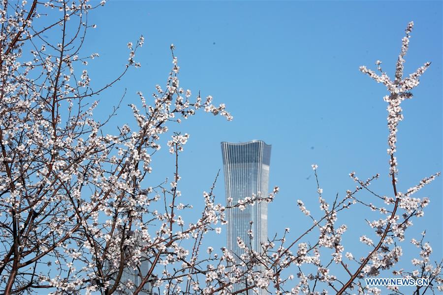 Photo taken on March 12, 2019 shows blooming flowers at a park in Beijing, capital of China. (Xinhua/Ju Huanzong)