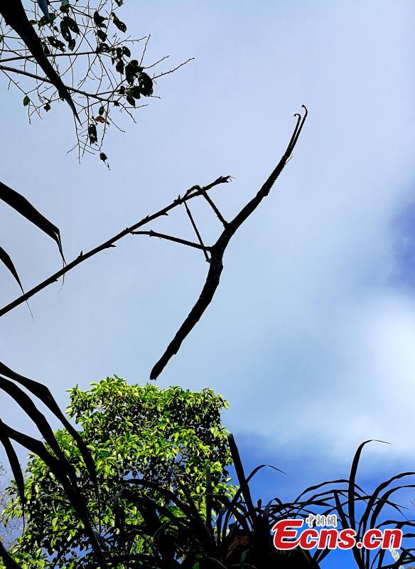Photo provided by the Sun River National Forest Park in Pu\'er City, Yunnan Province shows insects blend in with their surrounding environment by utilizing anti-predator defences, such as mimicry. For example, H. bicornis is characterized by brilliant colouring and a structure adapted for camouflage, mimicking parts of the orchid flower. (Photo provided to China News Service)