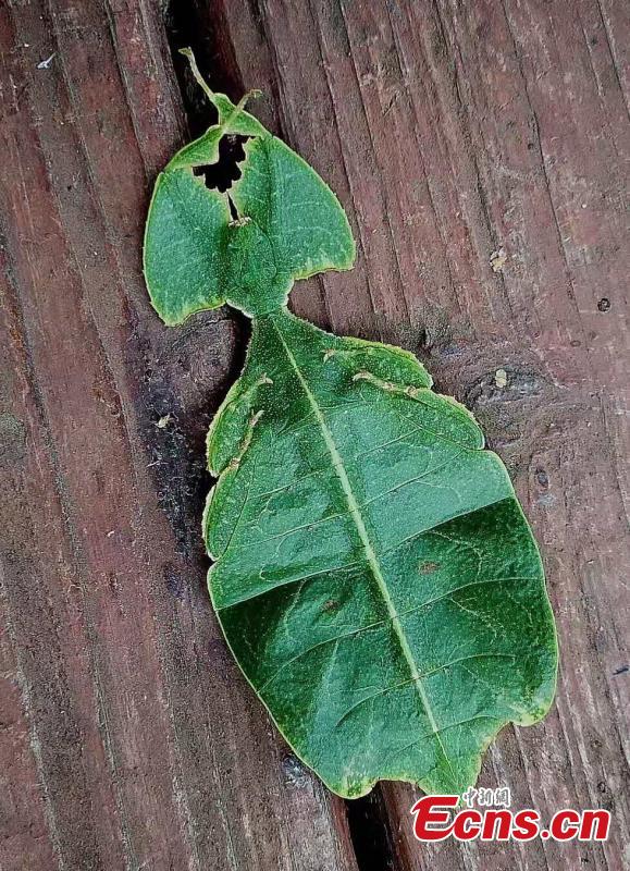 Photo provided by the Sun River National Forest Park in Pu\'er City, Yunnan Province shows insects blend in with their surrounding environment by utilizing anti-predator defences, such as mimicry. For example, H. bicornis is characterized by brilliant colouring and a structure adapted for camouflage, mimicking parts of the orchid flower. (Photo provided to China News Service)
