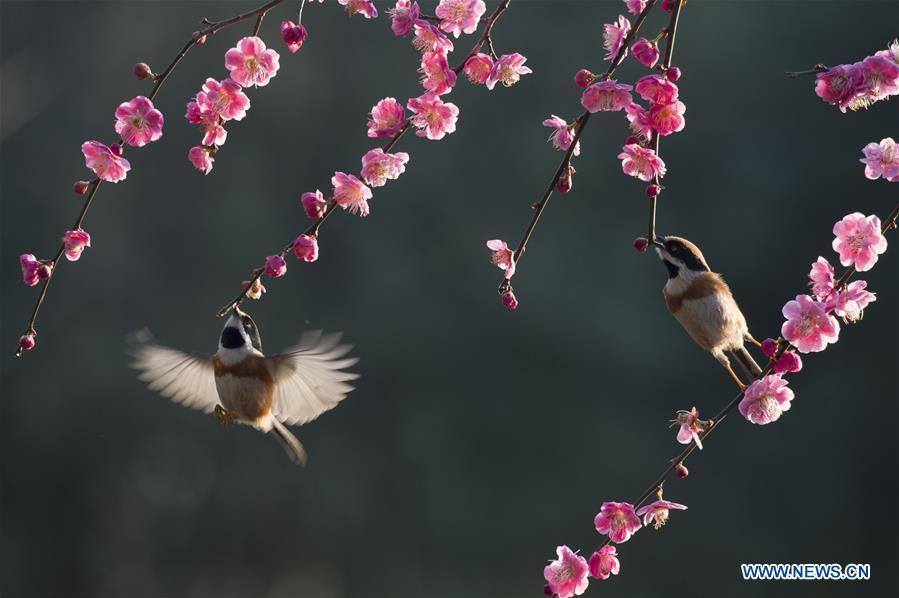 Two birds fly among branches of a flowering tree in Wuxi, east China\'s Jiangsu Province, March 12, 2019. (Xinhua/Pan Zhengguang)