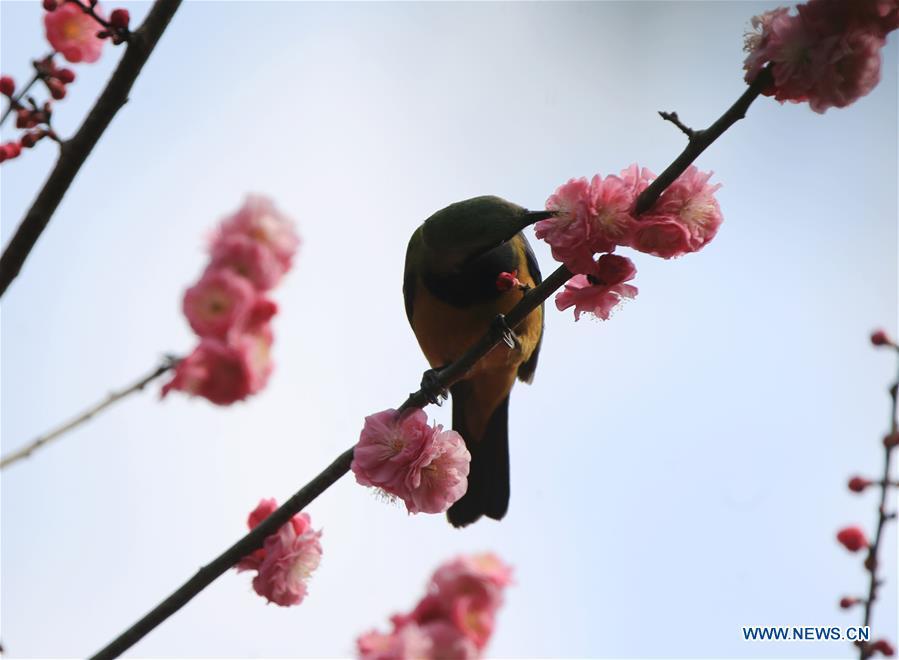 A bird is seen on a flowering tree at Huanglongdong scenic spot in Zhangjiajie, central China\'s Hunan Province, March 12, 2019. (Xinhua/Wu Yongbing)