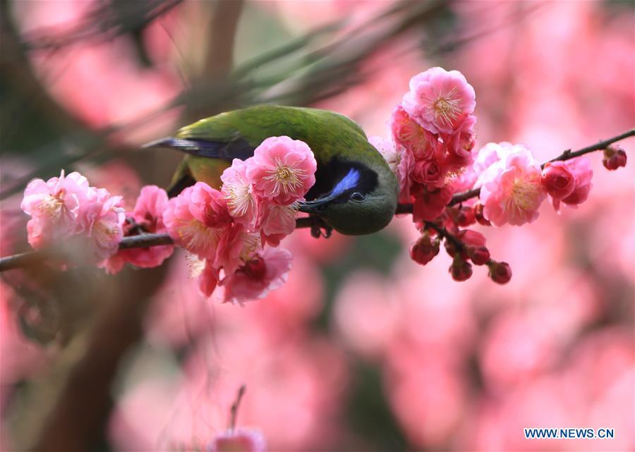 A bird is seen on a flowering tree at Huanglongdong scenic spot in Zhangjiajie, central China\'s Hunan Province, March 12, 2019. (Xinhua/Wu Yongbing)
