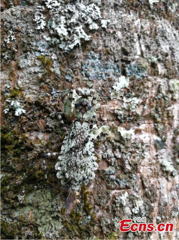 Photo provided by the Sun River National Forest Park in Pu\'er City, Yunnan Province shows insects blend in with their surrounding environment by utilizing anti-predator defences, such as mimicry. For example, H. bicornis is characterized by brilliant colouring and a structure adapted for camouflage, mimicking parts of the orchid flower. (Photo provided to China News Service)