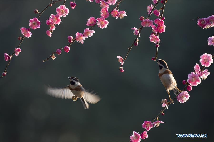 Two birds fly among branches of a flowering tree in Wuxi, east China\'s Jiangsu Province, March 12, 2019. (Xinhua/Pan Zhengguang)