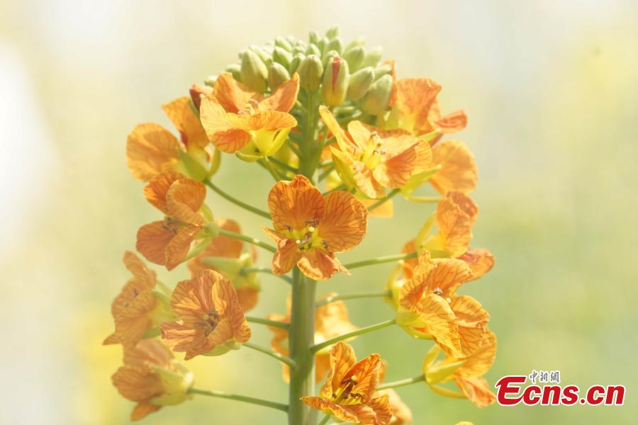 A new variety of rapeseed cultivated by Professor Fu Donghui of Jiangxi Agricultural University blooms in the field.  Fu said he has created flowers in 27 colors, in contrast to the bright yellow color usually characteristic of rapeseed, adding that the new varieties have been planted in 40 scenic spots across more than 10 provinces, including Jiangxi and Jiangsu. (Photo: China News Service/Wang Haoyang)