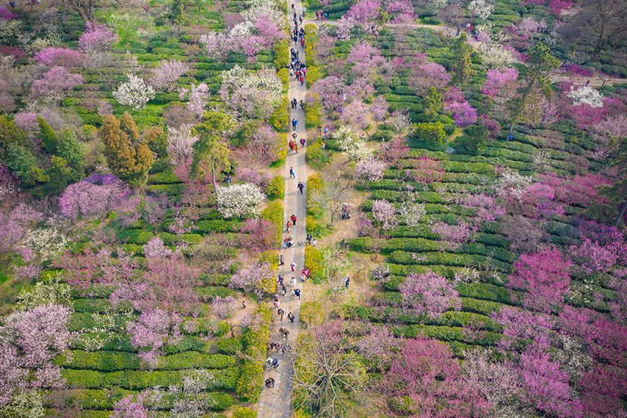 Visitors enjoy a spring outing on Meihua Mountain, Nanjing city, Jiangsu Province, Mar. 10, 2019. Blooming flowers and leaves on the trees give the new season some fresh color. (Photo/Asianewsphoto)
