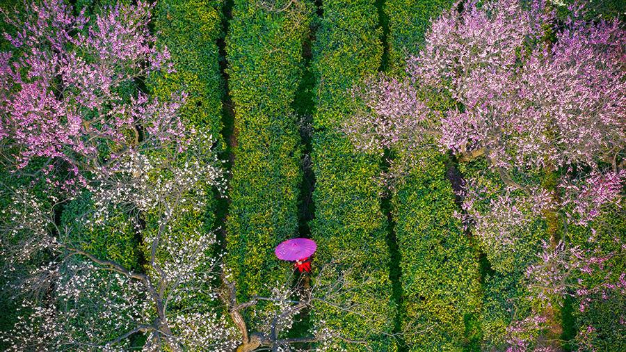 Visitors enjoy a spring outing on Meihua Mountain, Nanjing city, Jiangsu Province, Mar. 10, 2019. Blooming flowers and leaves on the trees give the new season some fresh color. (Photo/Asianewsphoto)