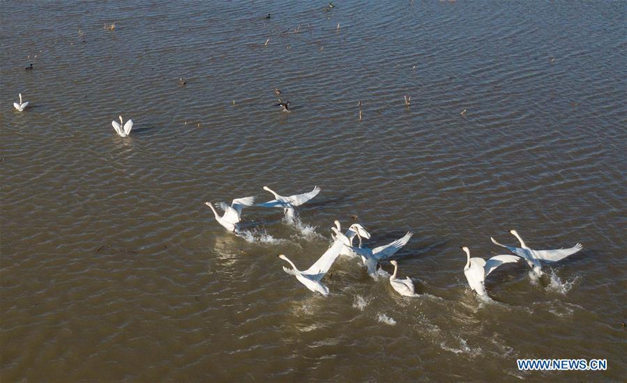 Photo taken on March 12, 2019 shows swans at the Yellow River wetland in Dalad Qi, Ordos, north China\'s Inner Mongolia Autonomous Region. (Xinhua/Peng Yuan)