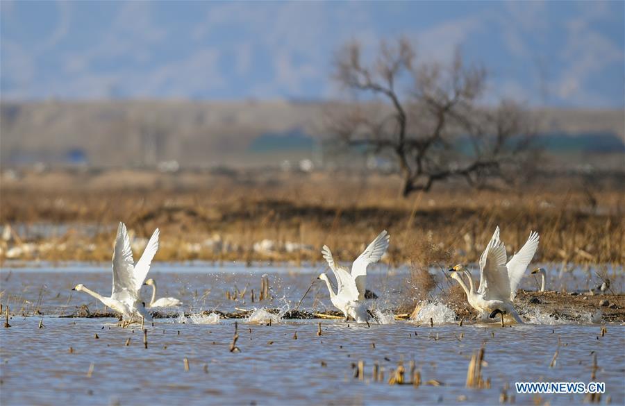 Photo taken on March 12, 2019 shows swans at the Yellow River wetland in Dalad Qi, Ordos, north China\'s Inner Mongolia Autonomous Region. (Xinhua/Peng Yuan)