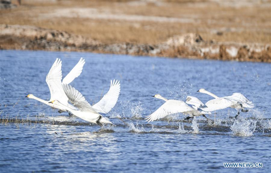 Photo taken on March 12, 2019 shows swans at the Yellow River wetland in Dalad Qi, Ordos, north China\'s Inner Mongolia Autonomous Region. (Xinhua/Peng Yuan)
