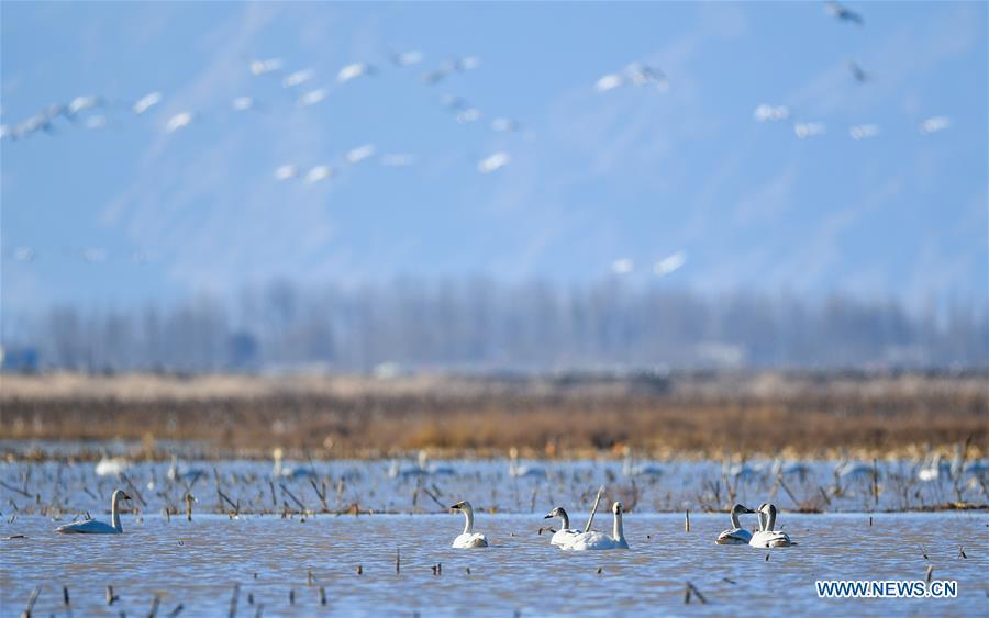 Photo taken on March 12, 2019 shows swans at the Yellow River wetland in Dalad Qi, Ordos, north China\'s Inner Mongolia Autonomous Region. (Xinhua/Peng Yuan)