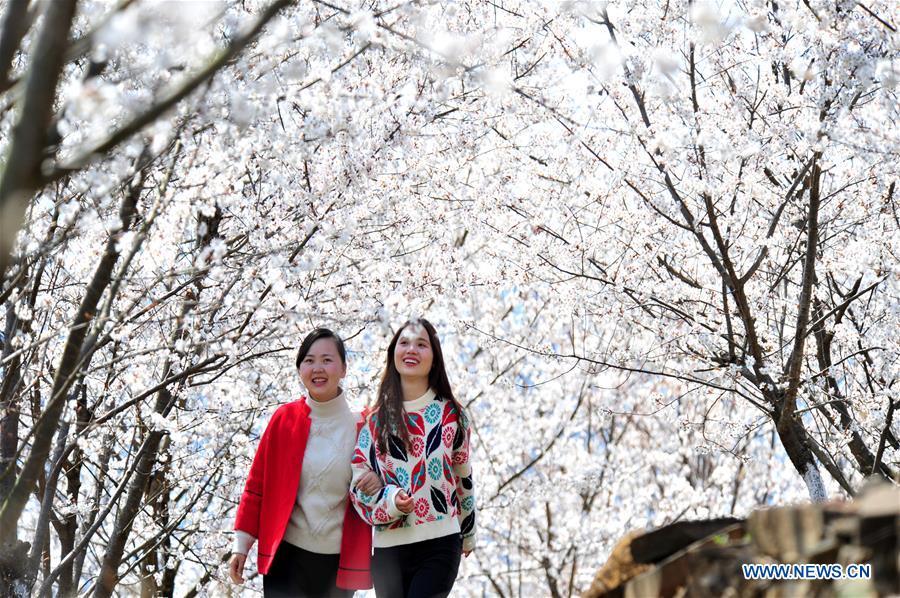 Visitors walk under blooming blossoms in Huanghua Town of Yichang City, central China\'s Hubei Province, March 14, 2019. (Xinhua/Zhang Guorong)