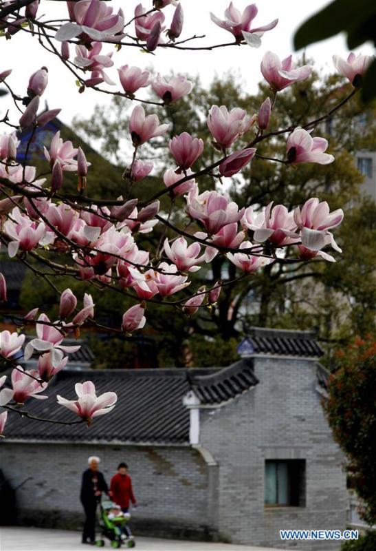 People walk past a tree of magnolia flowers in Jing\'an County of Yichun City, east China\'s Jiangxi Province, March 15, 2019. (Xinhua/Xu Zhongting)