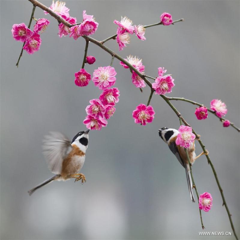 Birds gather around plum blossom in Wuxi, east China\'s Jiangsu Province, March 18, 2019. (Xinhua/Pan Zhengguang)