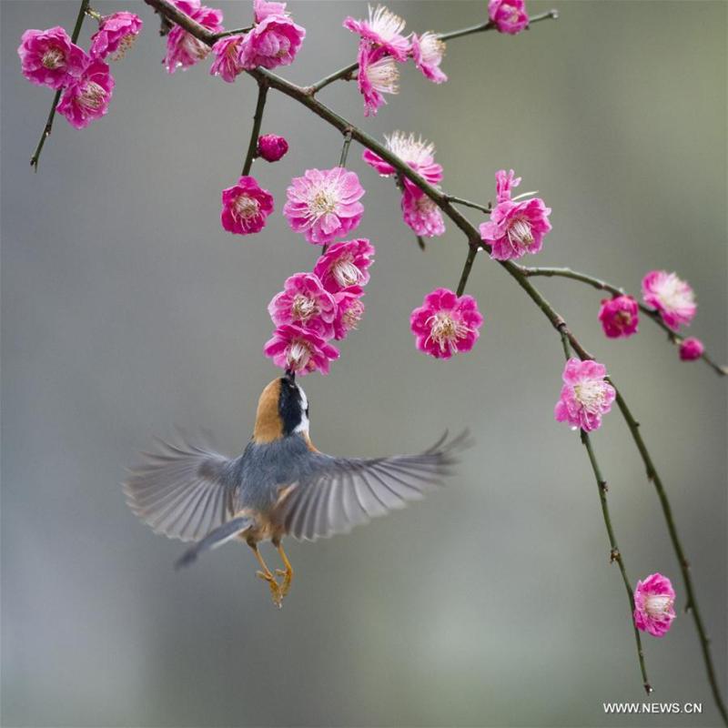 A bird flies to plum blossom in Wuxi, east China\'s Jiangsu Province, March 18, 2019. (Xinhua/Pan Zhengguang)