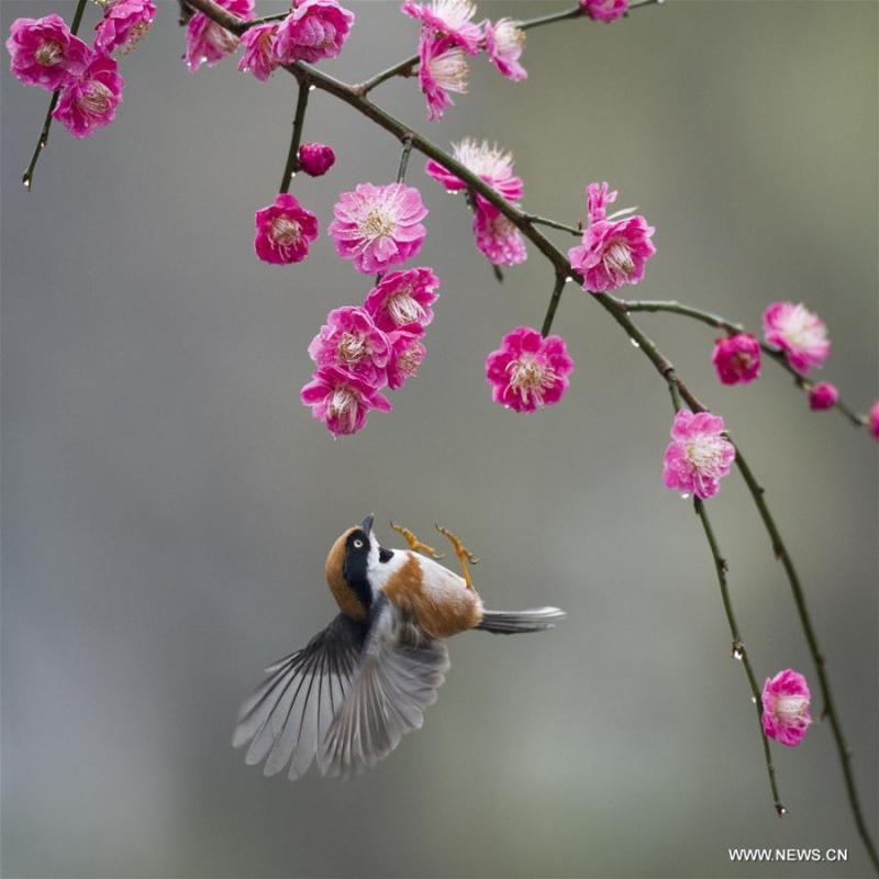 A bird flies to plum blossom in Wuxi, east China\'s Jiangsu Province, March 18, 2019. (Xinhua/Pan Zhengguang)