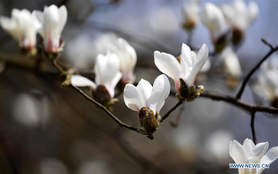 Blooming magnolia flowers are seen in Enshi City, central China\'s Hubei Province, March 18, 2019. (Xinhua/Yang Shunpi)