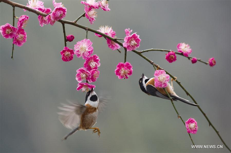 Birds gather around plum blossom in Wuxi, east China\'s Jiangsu Province, March 18, 2019. (Xinhua/Pan Zhengguang)