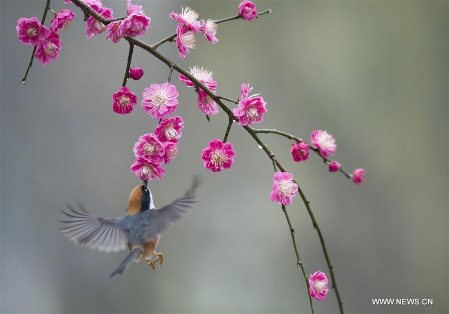 A bird flies to plum blossom in Wuxi, east China\'s Jiangsu Province, March 18, 2019. (Xinhua/Pan Zhengguang)