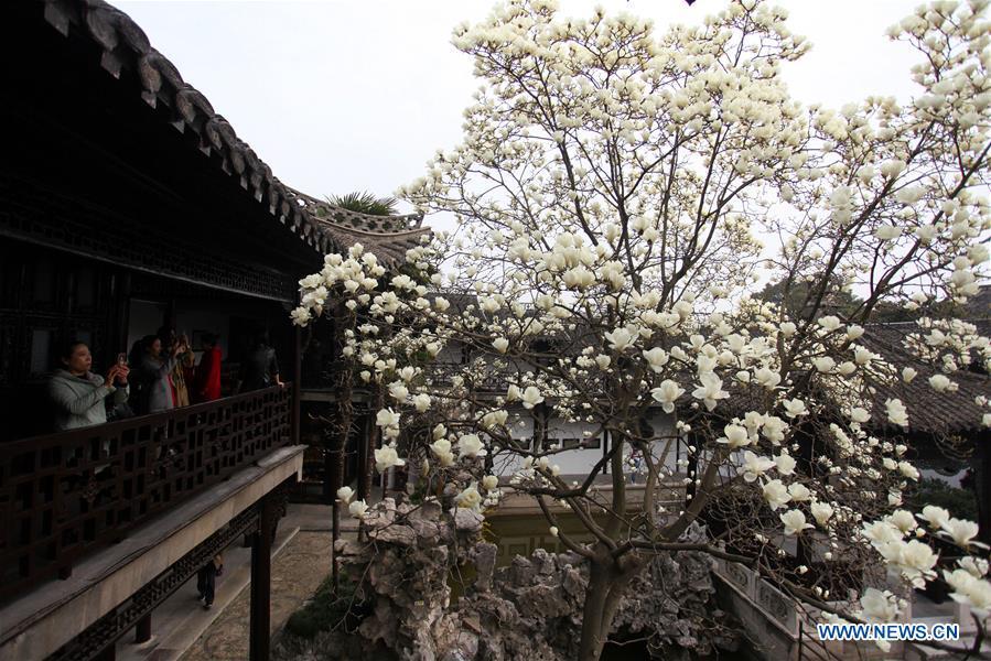 Tourists view magnolia flowers at Heyuan scenic spot in Yangzhou, east China\'s Jiangsu Province, March 18, 2019. (Xinhua/Meng Delong)