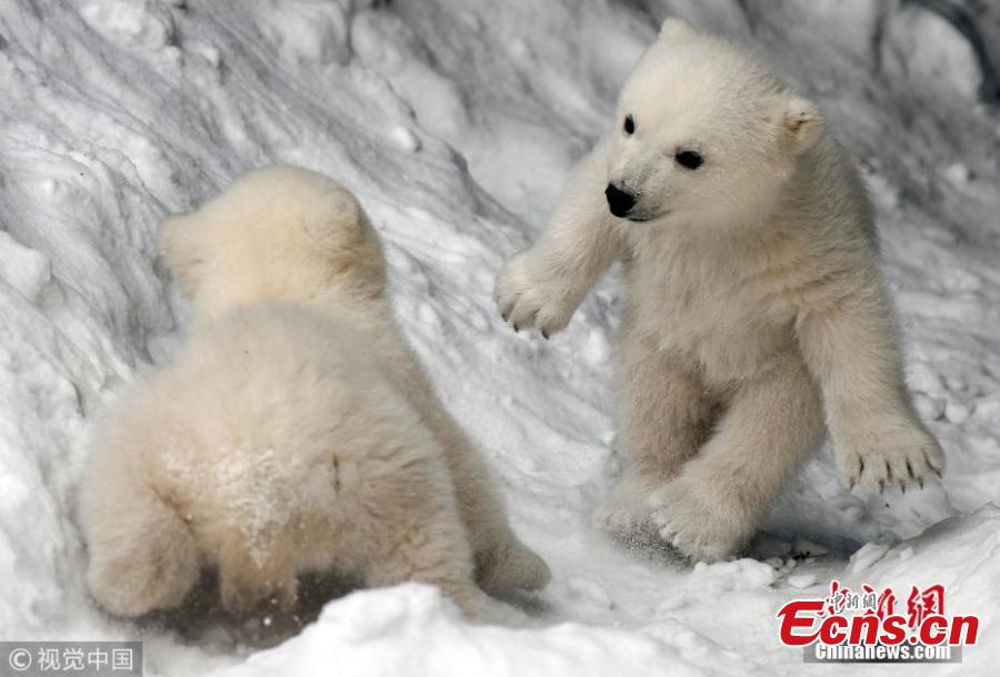 A polar bear feeds its two 3-month-old cubs at a zoo in Novosibirsk, Russia, March 19, 2019. (Photo/VCG)