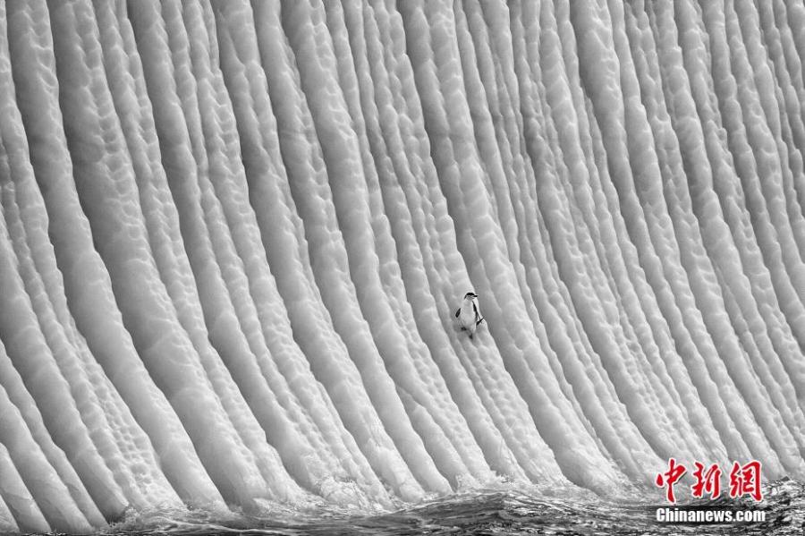 Paul Nicklen from Canada took second place in the \'Portfolio Category.\' (Photo/VCG)