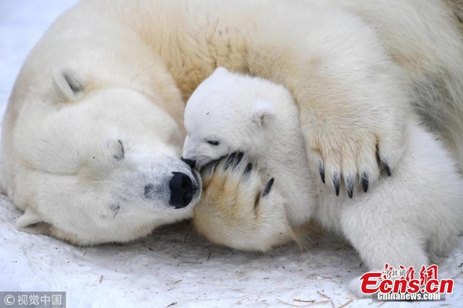 A polar bear feeds its two 3-month-old cubs at a zoo in Novosibirsk, Russia, March 19, 2019. (Photo/VCG)