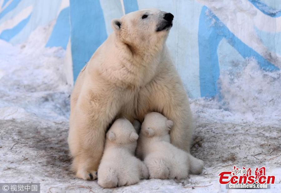 A polar bear feeds its two 3-month-old cubs at a zoo in Novosibirsk, Russia, March 19, 2019. (Photo/VCG)