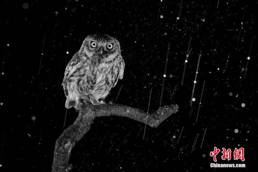 Hungarian photographer Tibor Kercz took third place in the \'General - Black & White Category.\'  (Photo/VCG)